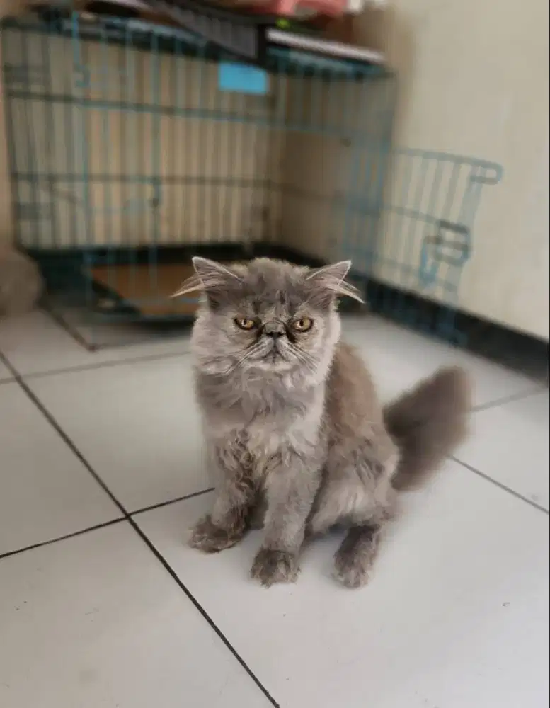 Kitten Persia Peaknose Jantan, Blue Solid