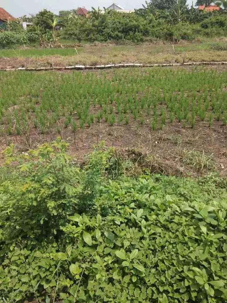 Jual Tanah di Area Benjeng, Gluranploso, Gresik