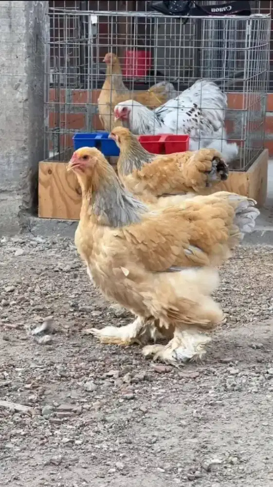 Ready doc Ayam brahma