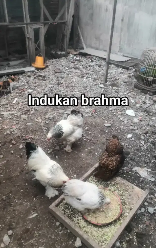 Anakan ayam Brahma