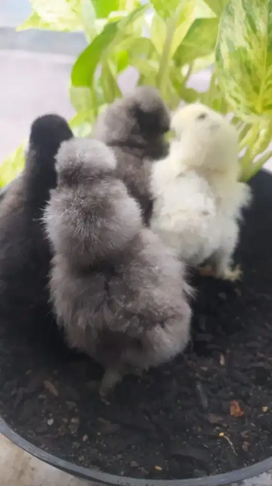 Ready anakan ayam American silky