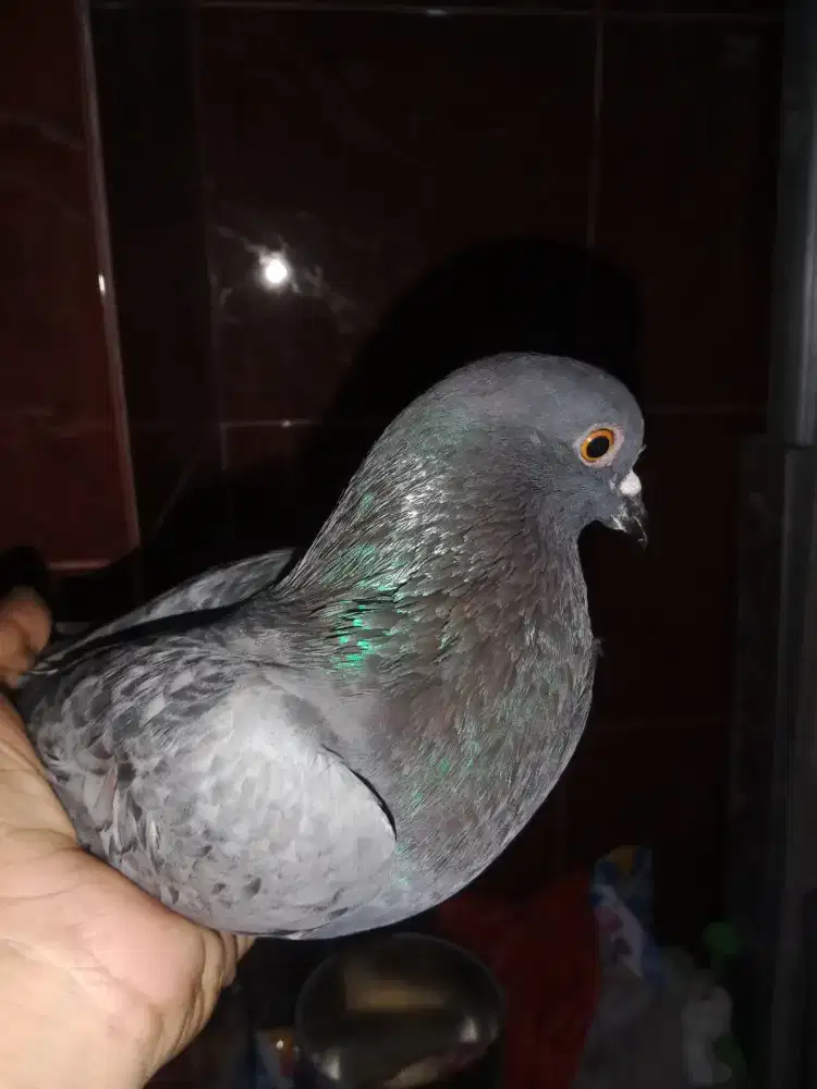 Burung dara tinggian