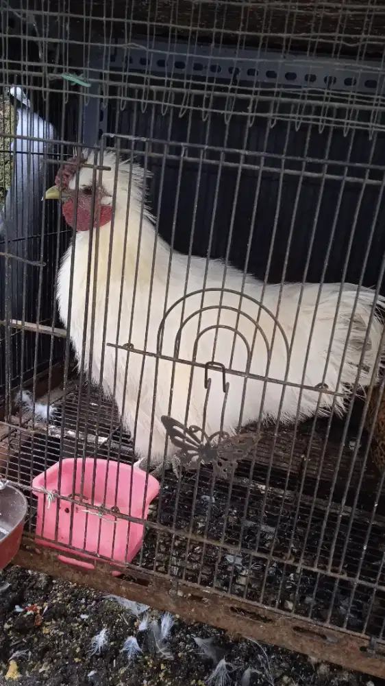 ayam silky dan coklat jambul