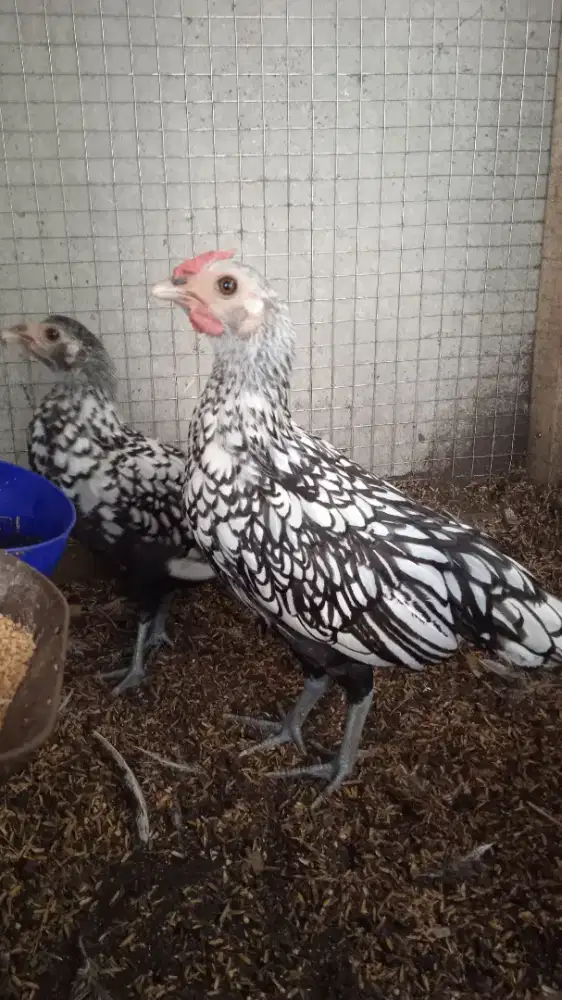 ayam kate batik itali