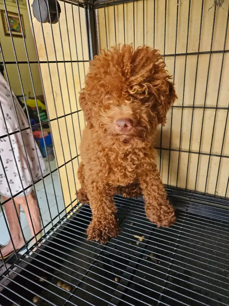 Mini poodle red jantan