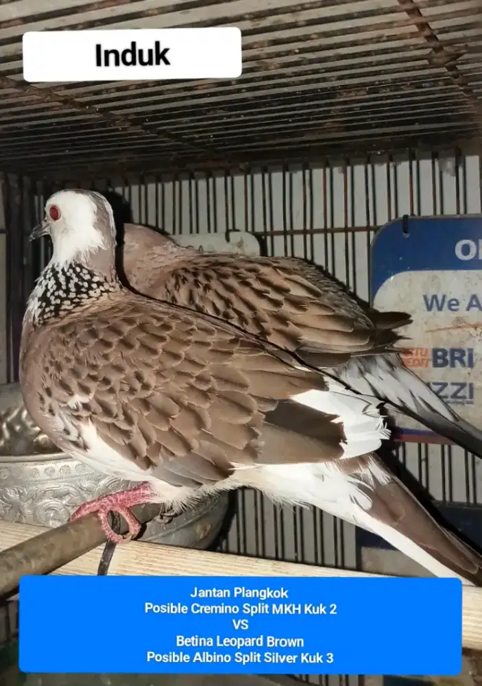 Induk Produktif Pencetak Cremino MM, Blorok