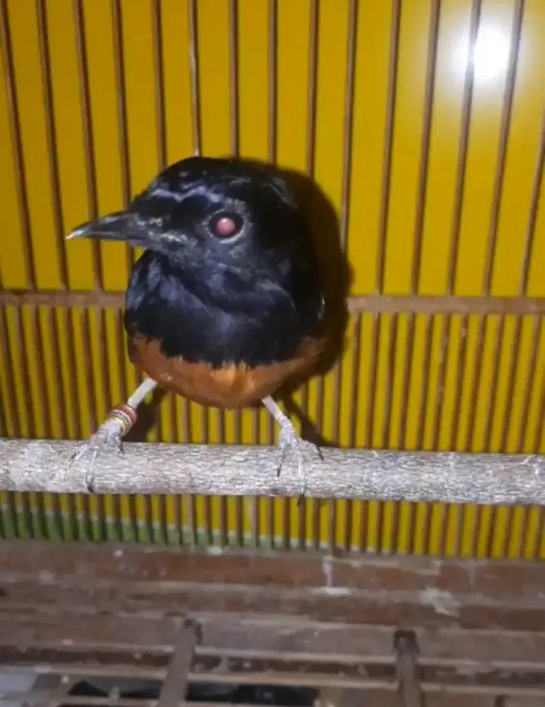 Burung murai split panda retmer