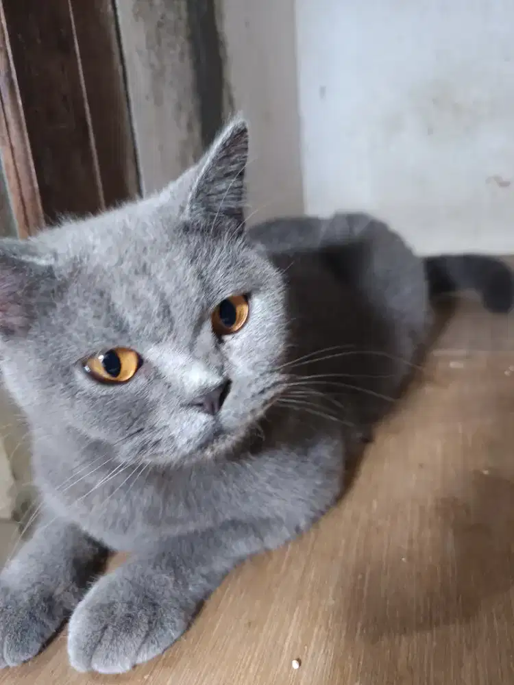 Lepas adopsi indukan British short hair