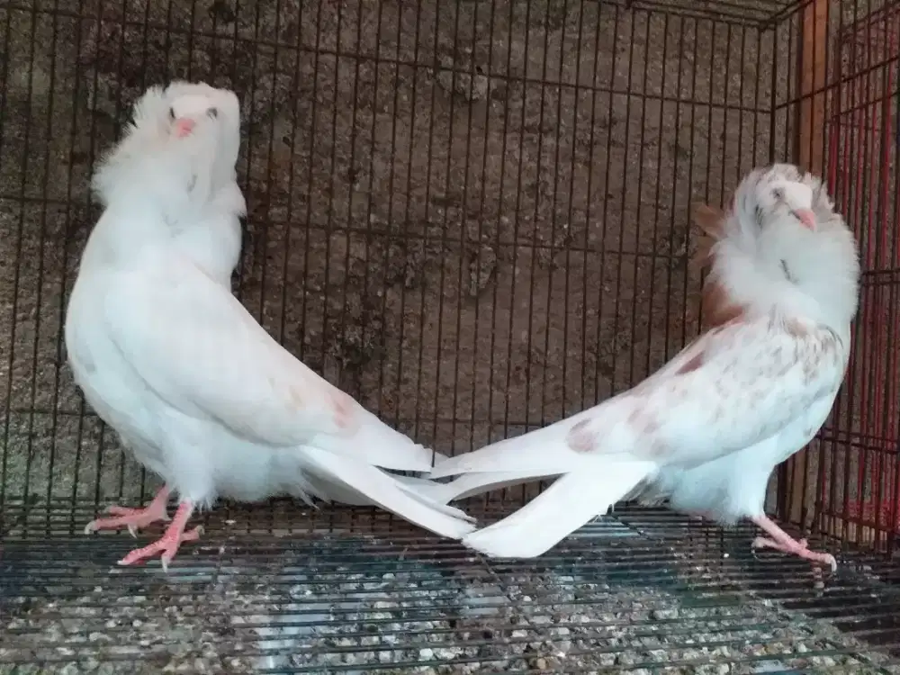 Merpati Hias CAPUCIN