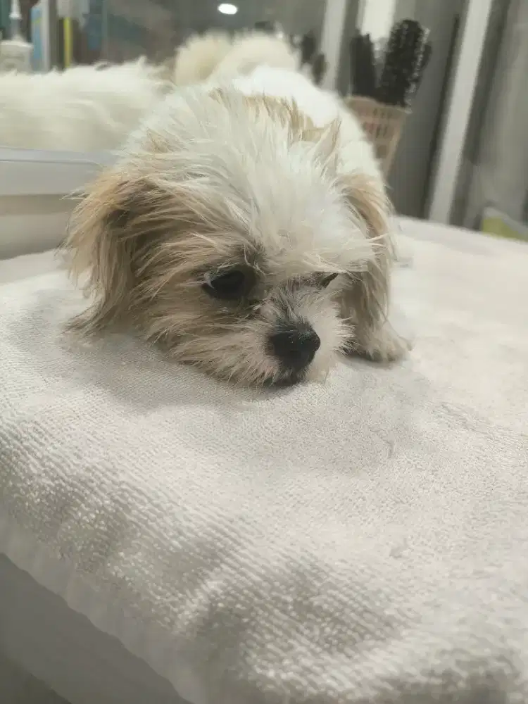 DIJUAL ANJING SHIHTZU BETINA 9BULAN