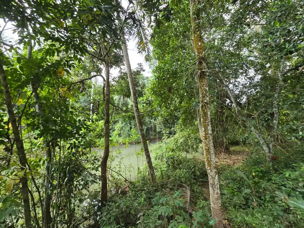 Dijual tanah los sungai view sawah di bali