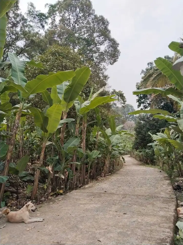 Jual tanah murah 700jta 2 hektar