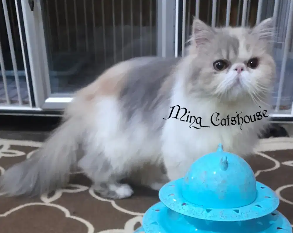 Persia Peaknose Longhair