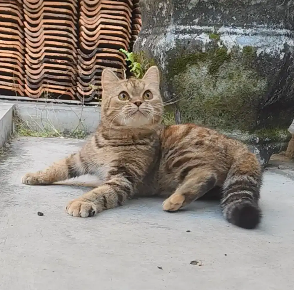 Bsh mix Scottish betina