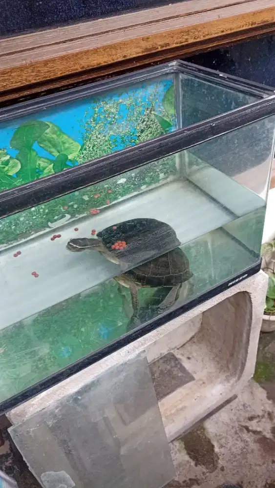 Kura kura Brazil betina dewasa