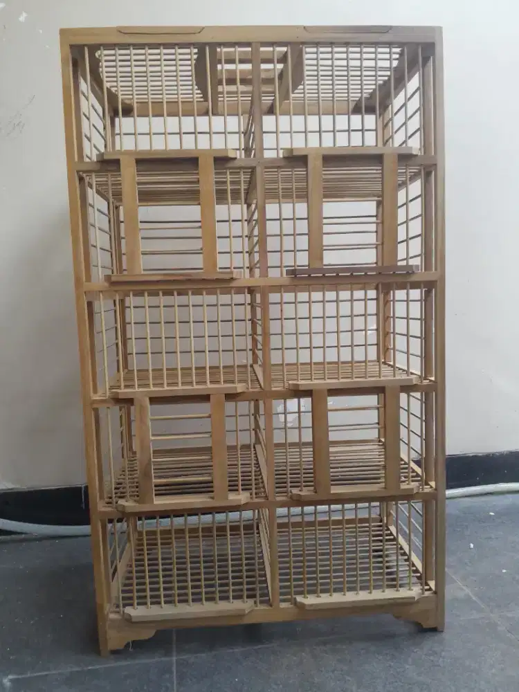 Dondang lepas burung dara