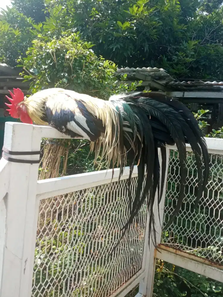 Ayam onagadori sepasang