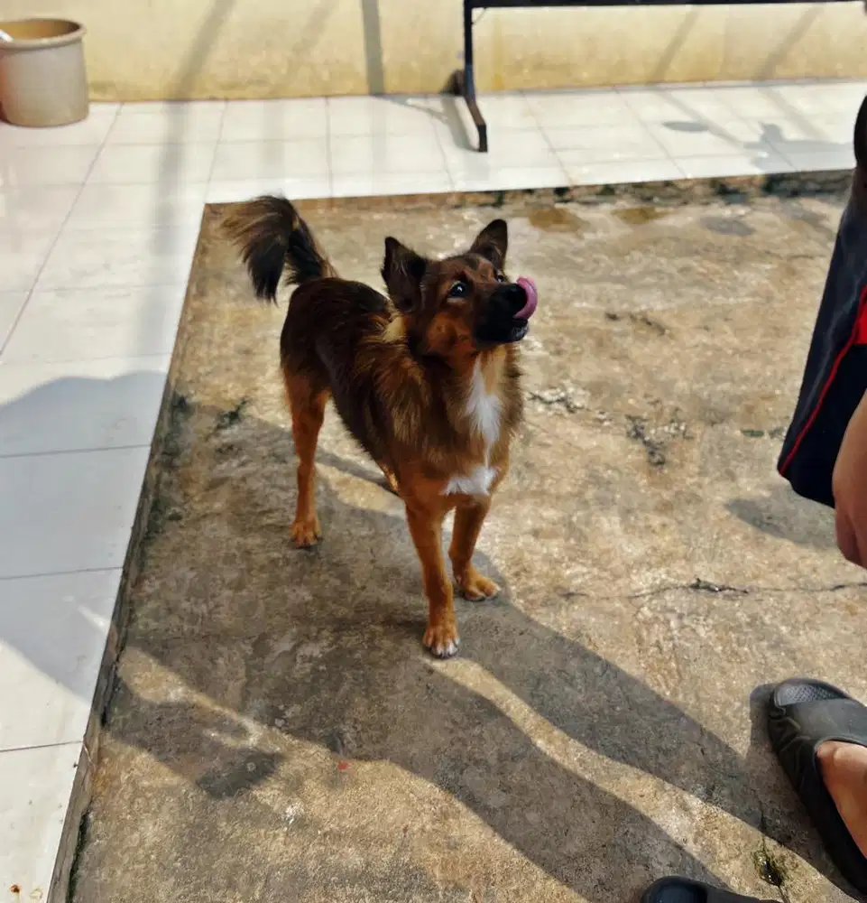 Anjing Mix Semi Hibah