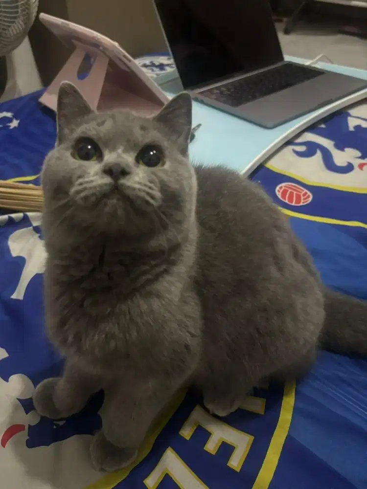 jual kitten BSH betina