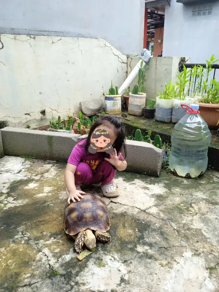 Kura Sulcata ukuran 36 cm
