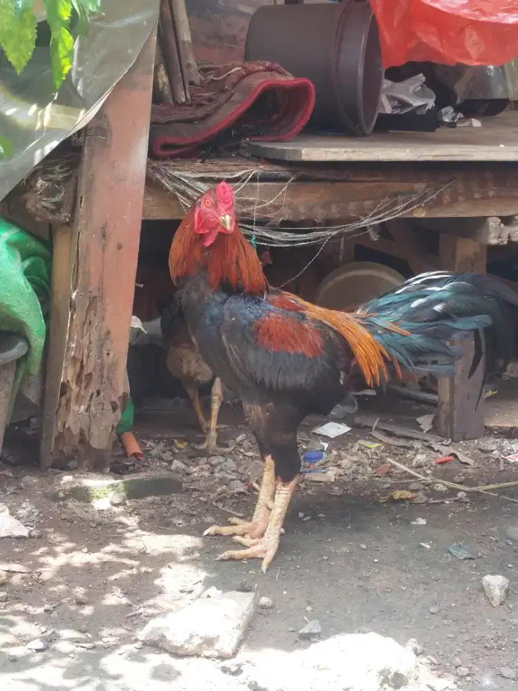 di jual ayam jago & betina