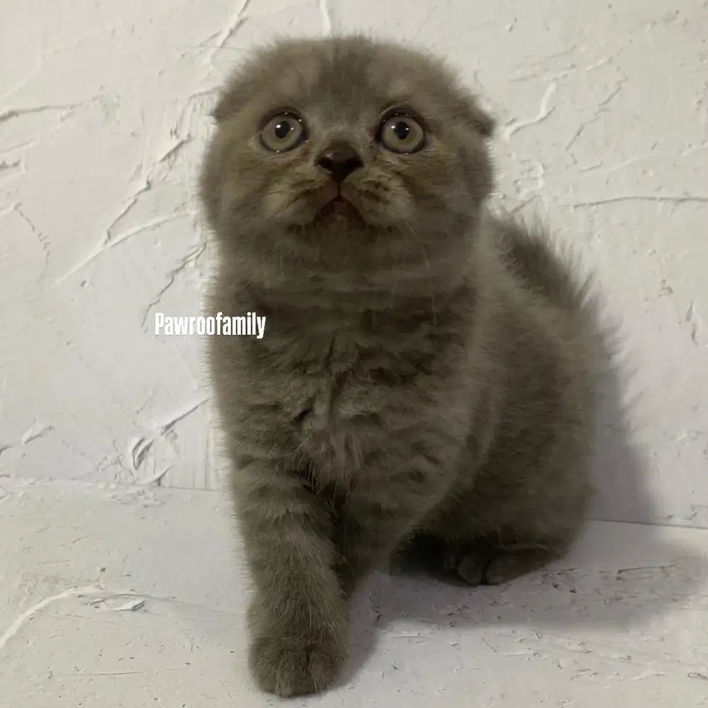 Scottish Fold Blue Keturunan Cat Show