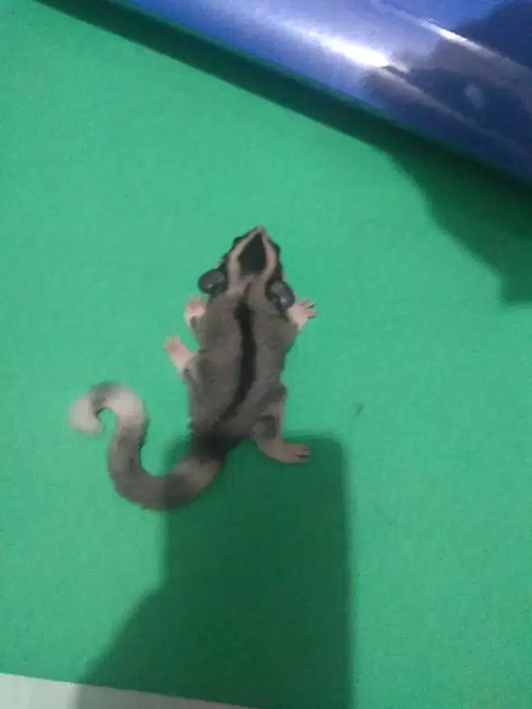 Sugar glider mozaik ringtail