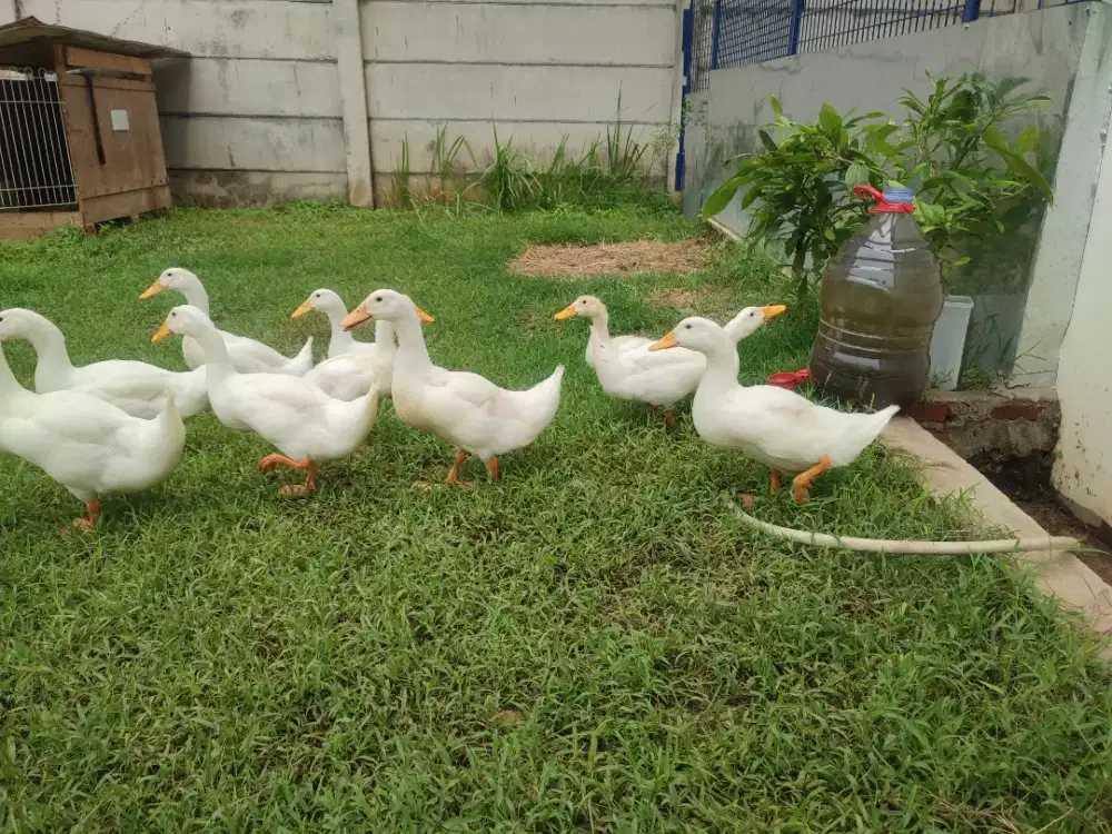 Bebek Hias Peking Full Putih Sepasang