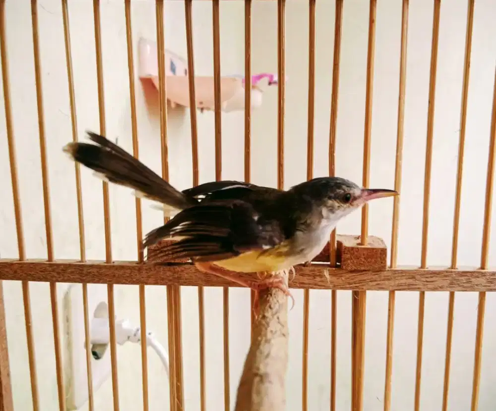 Ciblek semi. Jantann