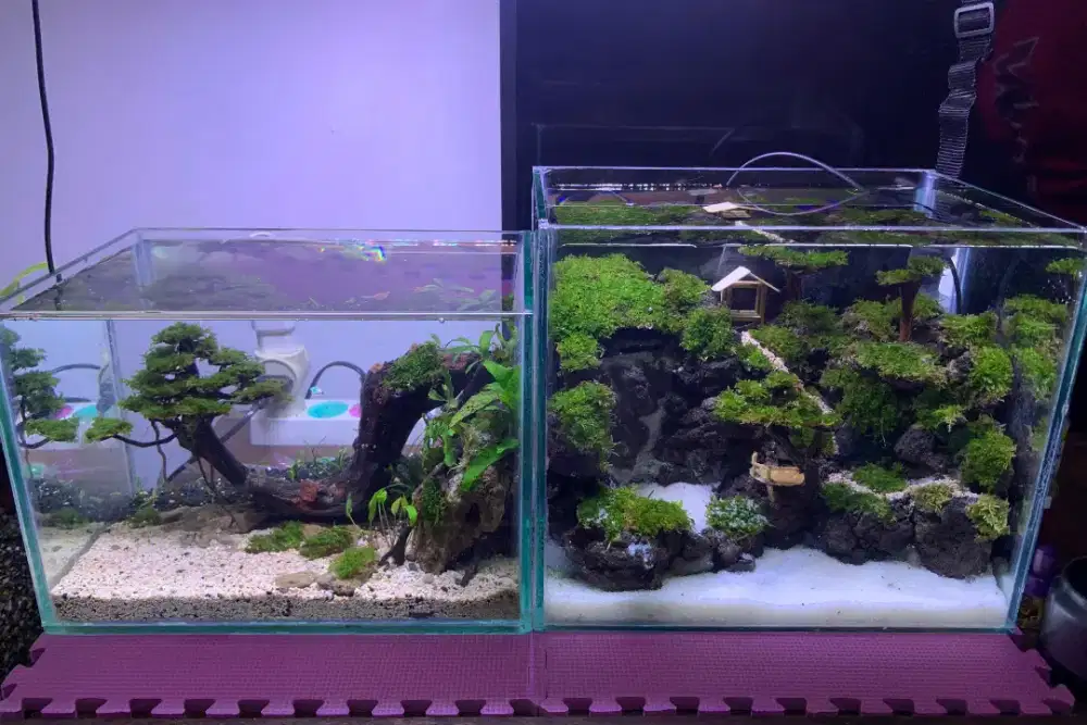 Aquarium AQUASCAPE Tema Bonsai Doyong & AirTerjun Sipiso-Piso