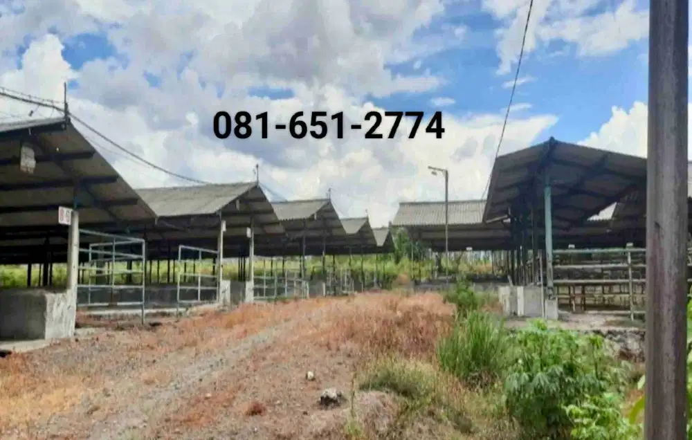 Kandang Sapi di Mojokerto