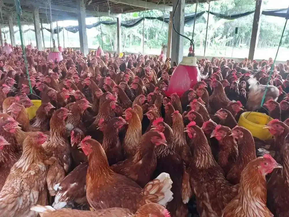 Ayam petelur umur 20minggu