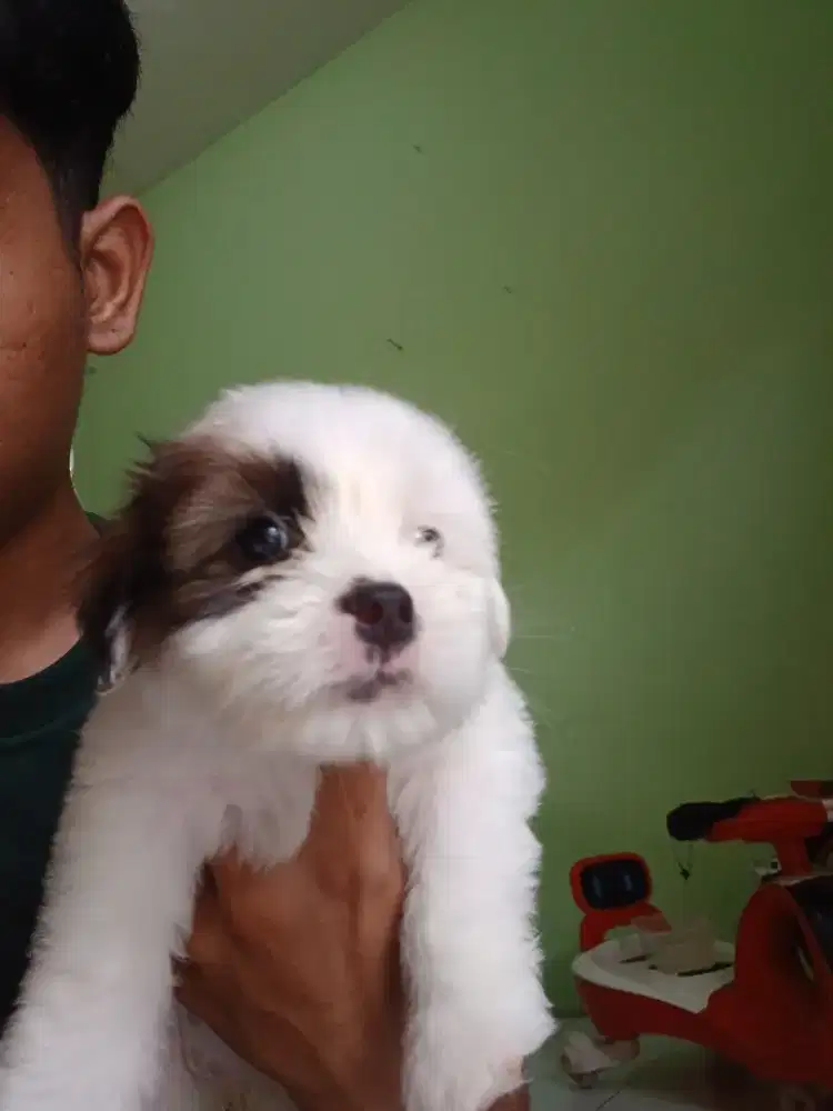 Open adopsi anak anjing