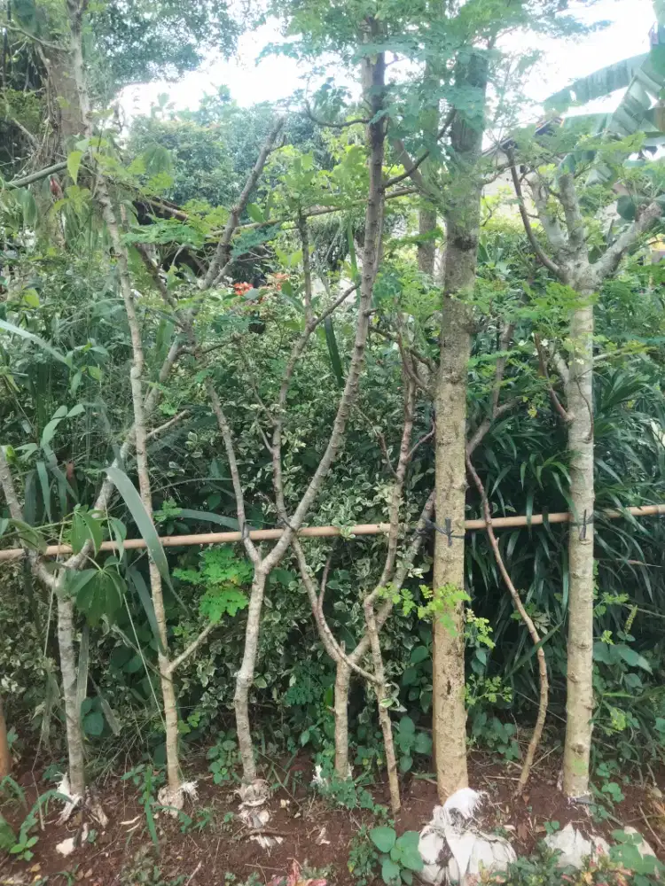 Tanaman pohon kelor herbal