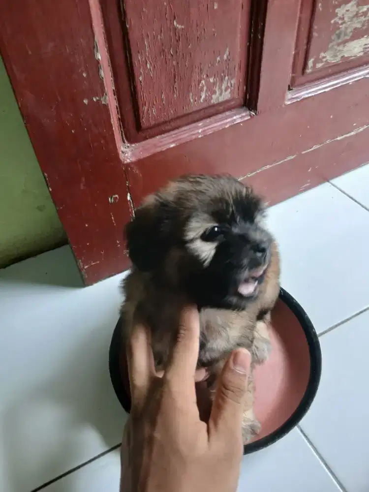 Open adopsi anak anjing