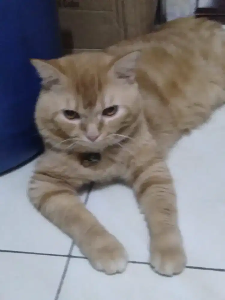 Kucing Persia mix