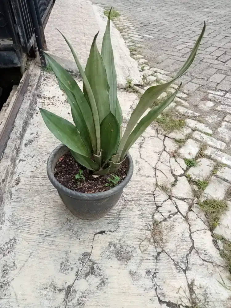 Tanaman Hias Sansivera Silver