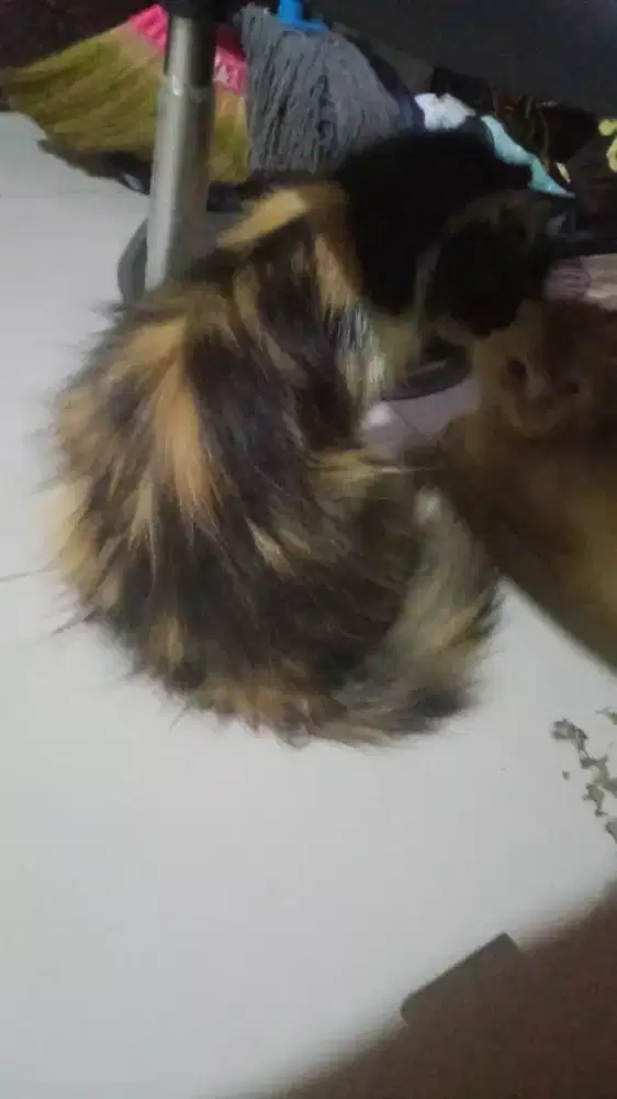 Di jual kucing Persia flat btna