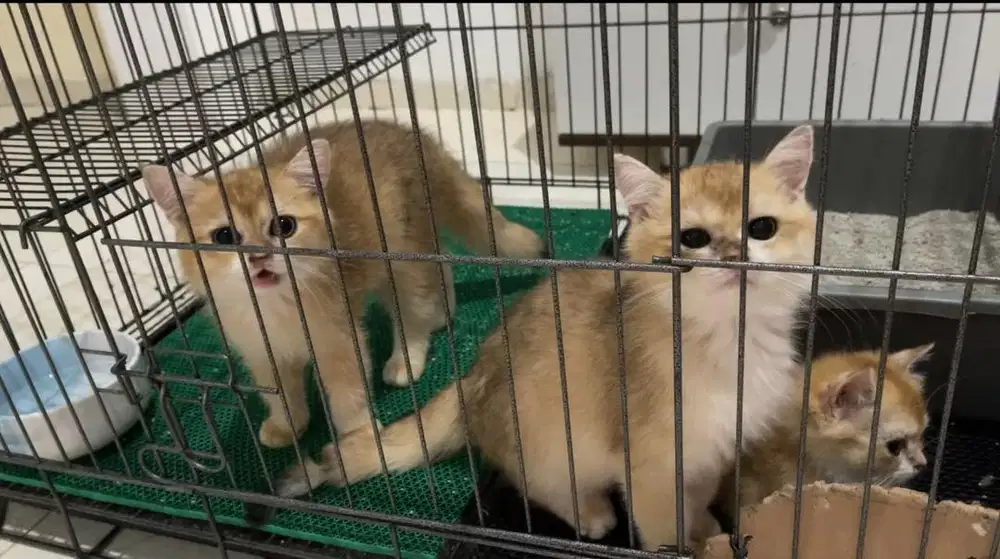 British short hair scotish fold shorthair british long hair