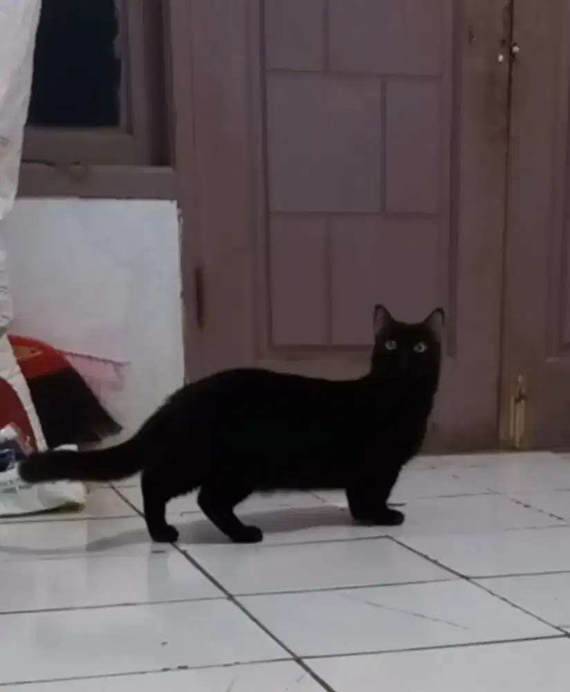 Kucing Munchkin Jantan Terima Pacak