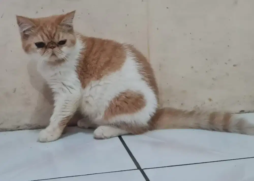 Kucing peaknose exotic betina istimewa