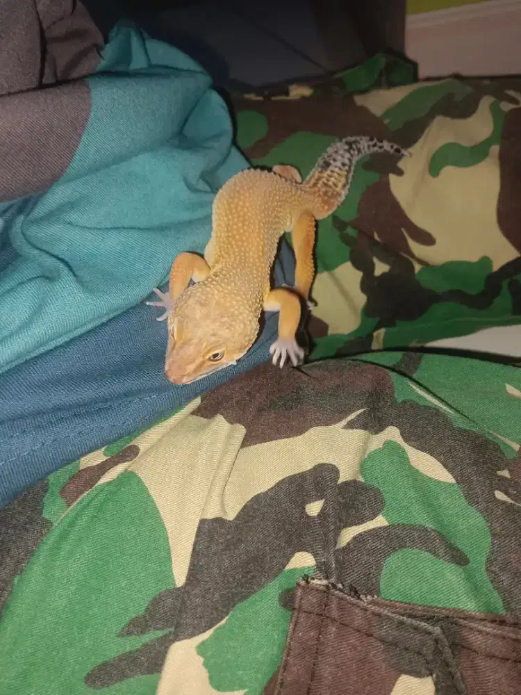 Gecko umur 1,5 tahun