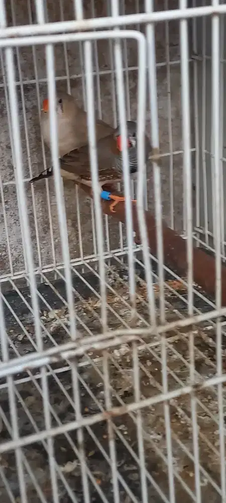 Burung Zebra finch sepasang