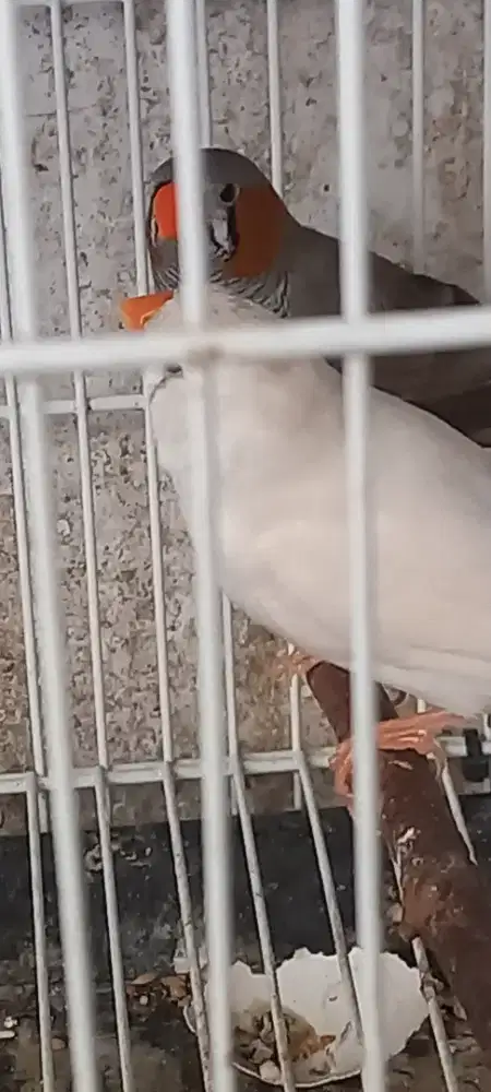 Burung zebra finch sepasang