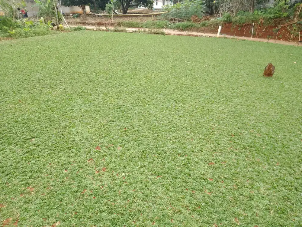 Rumput gajah mini 1 metar - rumput gajah mini untuk taman