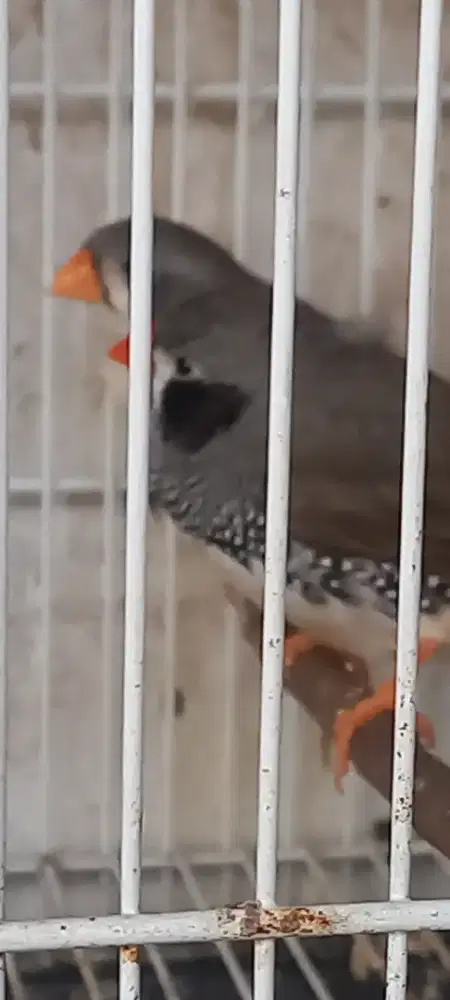 Burung zebra finch sepasang