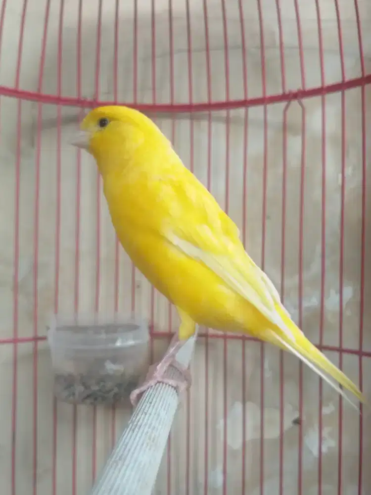 Kenari YS x Larquet Betina