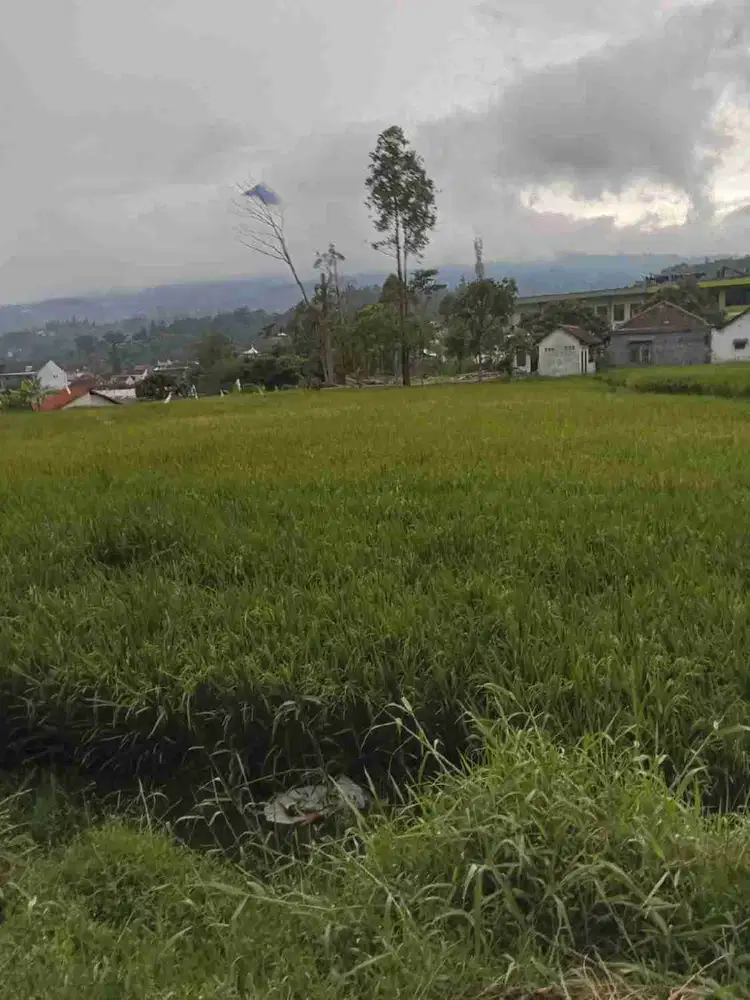 Sawah 400 tumbak, murah 2,5 jt / tumbak