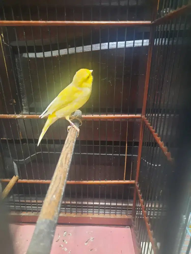 Kenari F1ys warna idaman ring baru kelar mabung sudah gacor lagi...