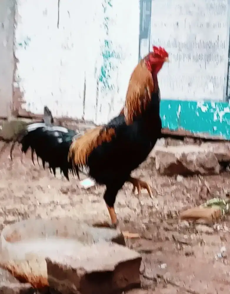 dijual ayam kampung